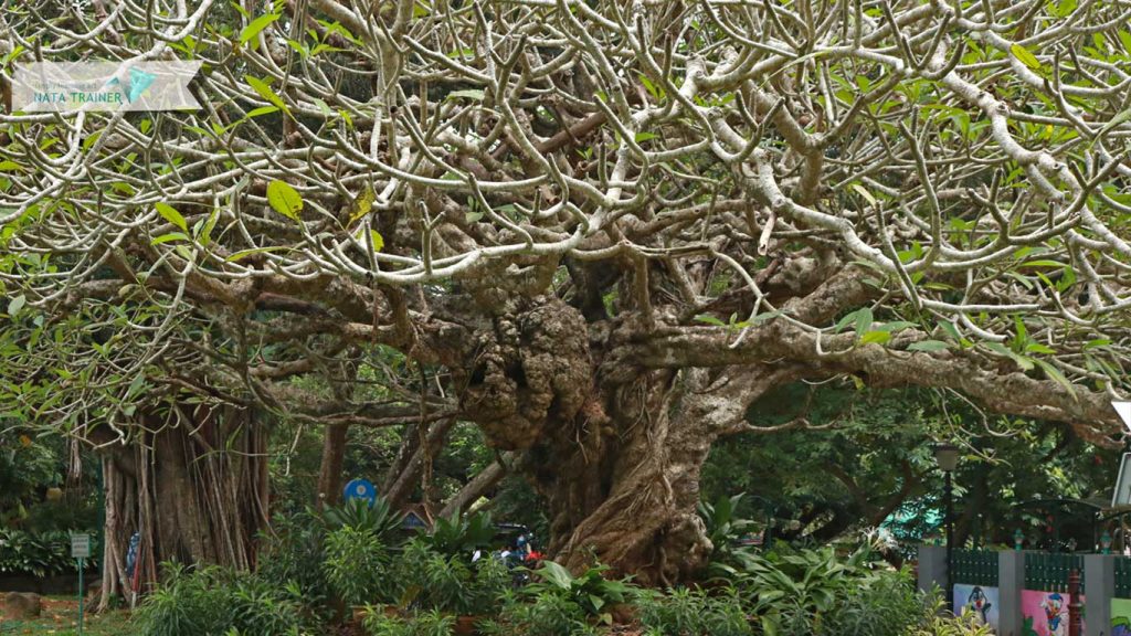 NATA Trainer at the Best Nata Coaching Centre in Kerala -img53 Image Courtesy: NATA Trainer at NATA Coaching centre in Thiruvananthapuram